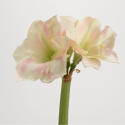 Tige d'amaryllis Memoria...