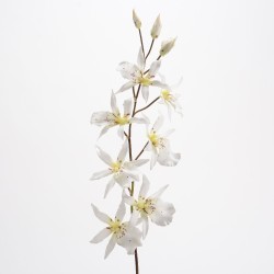 Tige d'orchidée...