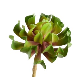 Cactus Aeonium artificiel15 cm