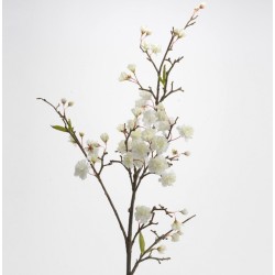 Cerisier royal 122cm blanc