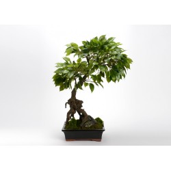 Bonsaï ficus tachiki 70 cm 