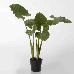  Alocasia royal Hauteur 130 cm