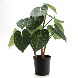 Anthurium Clarinervium 61 cm