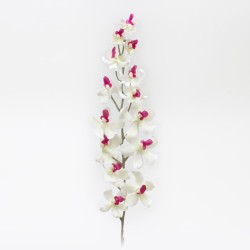 Orchidà?e blanc - pourpre...
